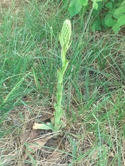 Himantoglossum hircinum