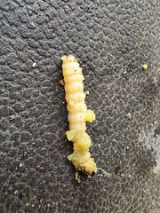 Eichlinia cucurbitae