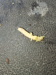 Eichlinia cucurbitae