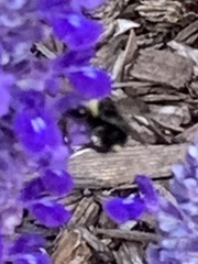 Bombus vandykei