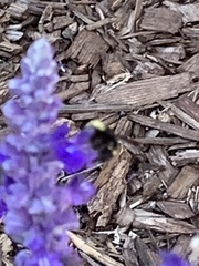Bombus vandykei