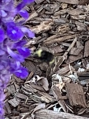 Bombus vandykei