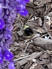 Bombus vandykei