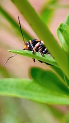 Cryptocephalus moraei