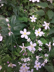 Ranunculus platanifolius