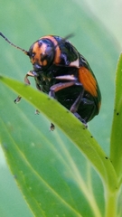 Cryptocephalus moraei