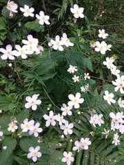 Ranunculus platanifolius