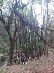 Bambusoideae