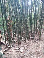 Bambusoideae