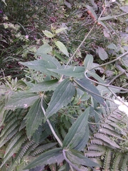 Ranunculus platanifolius