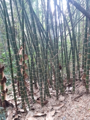 Bambusoideae