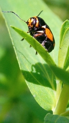 Cryptocephalus moraei