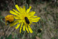 Anthaxia quadripunctata