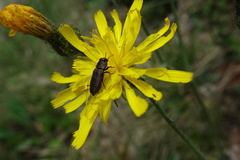 Anthaxia quadripunctata