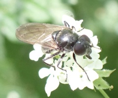 Cheilosia variabilis