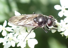 Cheilosia variabilis