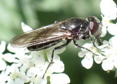 Cheilosia variabilis
