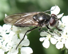 Cheilosia variabilis