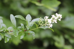 Ligustrum vulgare