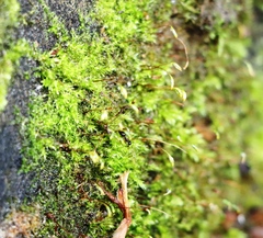 Amblystegium