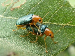 Metaxyonycha salvini