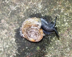 Campylaea illyrica