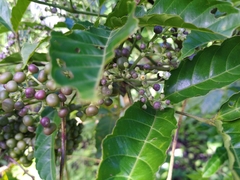 Leea indica