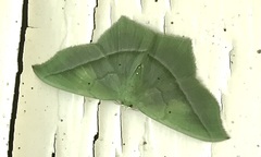 Dichorda illustraria