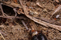 Pheidole pilifera