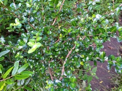 Fernelia buxifolia