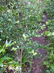 Fernelia buxifolia