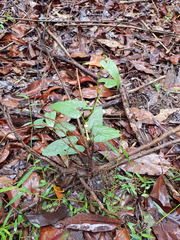 Aristolochia meridionalis