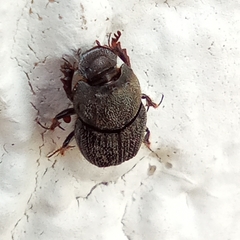 Onthophagus ponticus