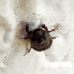 Onthophagus ponticus