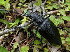 Psalidognathus modestus