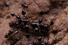 Crematogaster lineolata
