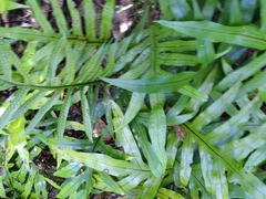 Microsorum scolopendria