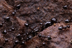 Crematogaster lineolata