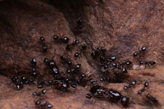 Crematogaster lineolata