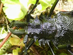 Psalidognathus modestus