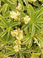 Alchemilla alpigena