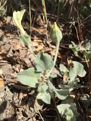 Calystegia malacophylla pedicellata