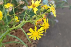 Senecio inaequidens