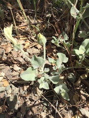 Calystegia malacophylla pedicellata