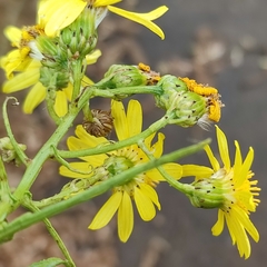 Senecio inaequidens