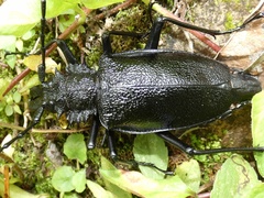 Psalidognathus modestus