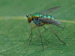 Chrysosoma globiferum