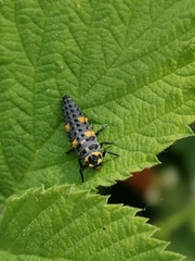 Coccinella septempunctata