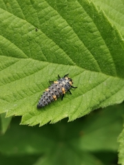 Coccinella septempunctata