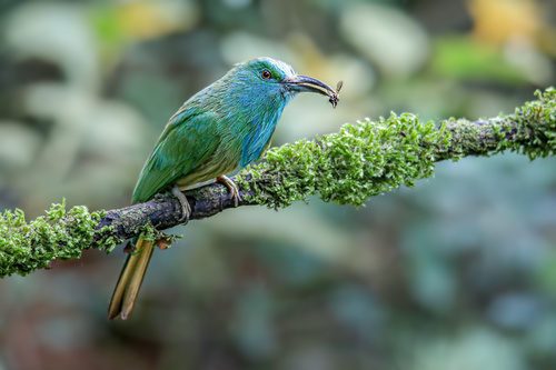 Blue-bearded Bee-eater (Nyctyornis athertoni)